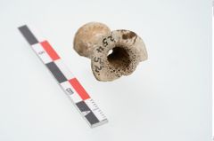 Foto von Beinnadelspitzenschoner (NHMW-PRAE-025452)
